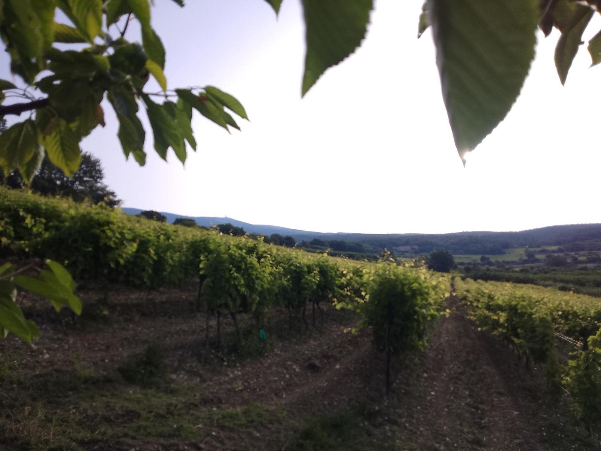 Les Gites Du Mont Ventoux Bedoin Luaran gambar